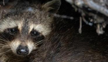 Американские исследователи обнаружили коронавирус SARS-CoV-2 у диких животных 