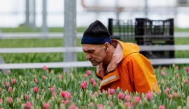 Как крупнейший продавец тюльпанов сэкономил на налогах 1,3 миллиона и лишился квартир и машин