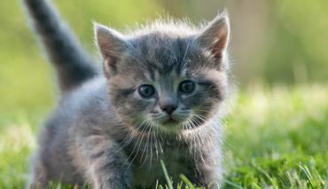 Лида стала главным претендентом на статус белорусского города кошек