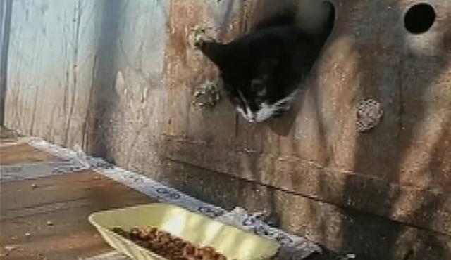 МинЖКХ запретило белорусам держать животных в подвалах и на чердаках