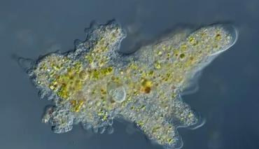 Невидимые хищники осваивают новые территории