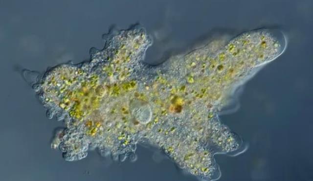 Невидимые хищники осваивают новые территории