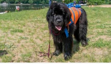 Почему служебные собаки МЧС не заводят семью и когда уходят на покой