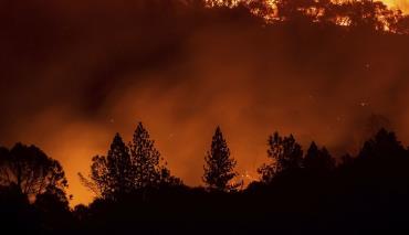 Ущерб от лесных пожаров в США вырос почти до 300 млрд долларов