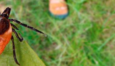 За полгода в медучреждения Беларуси обратилось более 15 тыс. человек из-за укусов клещей